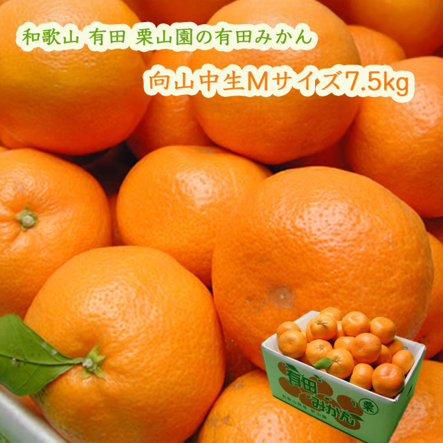 栗山園の有田みかん 向山中生 Mサイズ 7.5kg 送料無料(沖縄は1000円