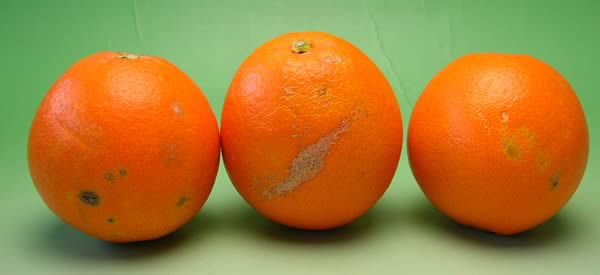 栗山園のみかん・オレンジ