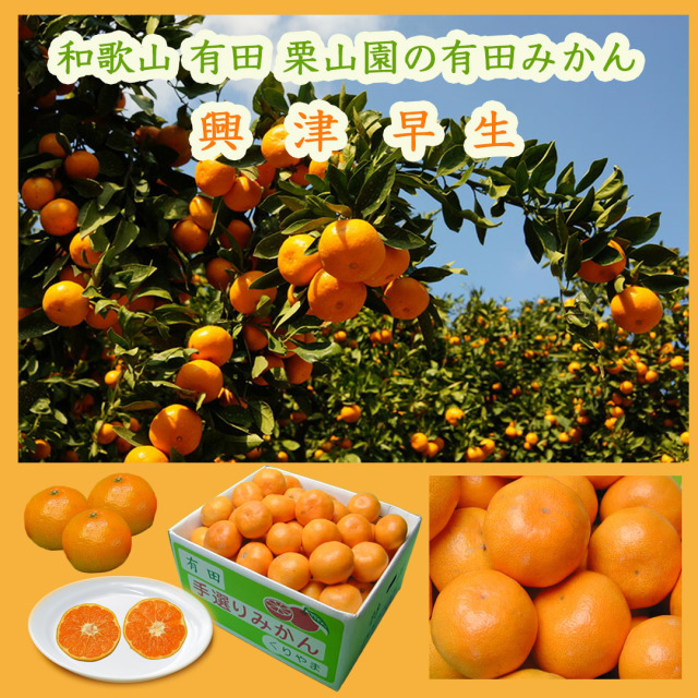 栗山園の有田みかん