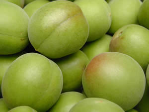 かつらぎ町の梅