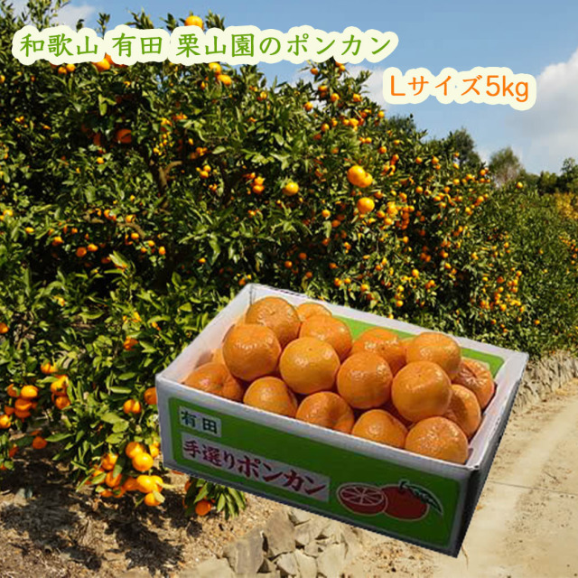 栗山園のポンカン