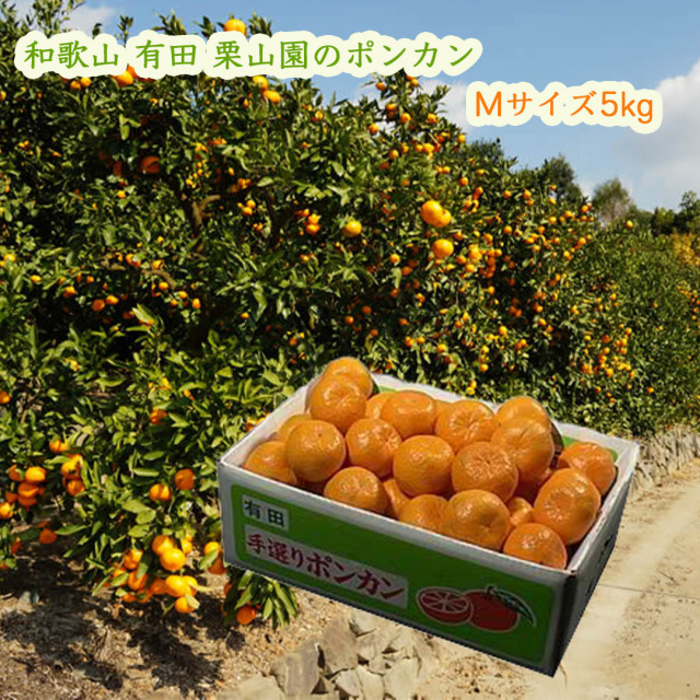 栗山園のポンカン