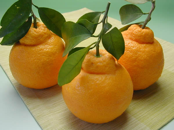 栗山園のみかん・オレンジ