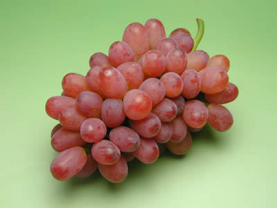 田中ぶどう園のぶどう