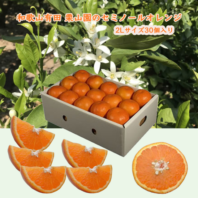 栗山園のセミノールオレンジ