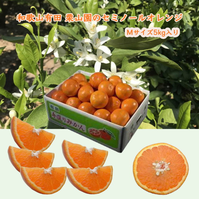 栗山園のセミノールオレンジ Mサイズ 5kg【送料無料(北海道・沖縄は