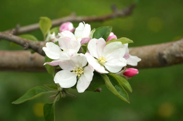 青森平川釈迦のりんご園