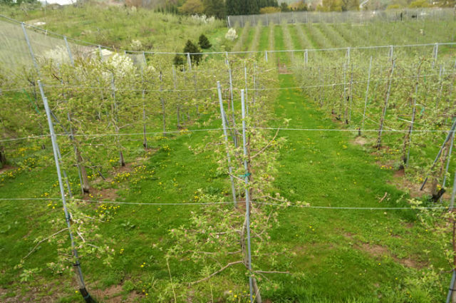 青森平川釈迦のりんご園