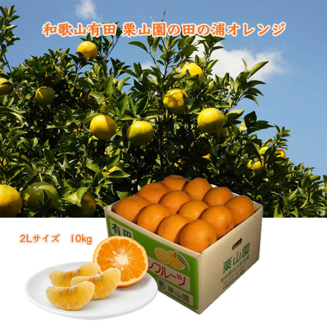 栗山園の田の浦オレンジ(新甘夏) 2Lサイズ 10kg 送料無料/沖縄1000円
