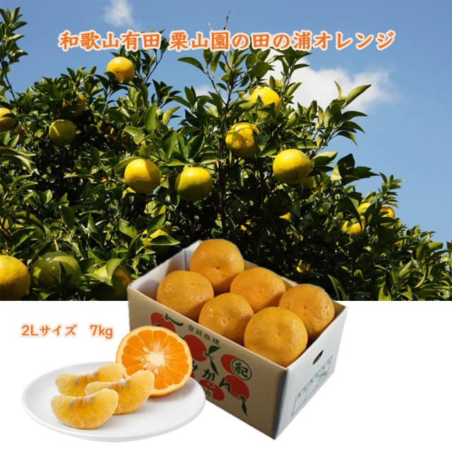 栗山園の田の浦オレンジ(新甘夏)