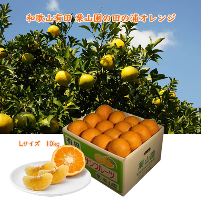 栗山園の田の浦オレンジ(新甘夏)