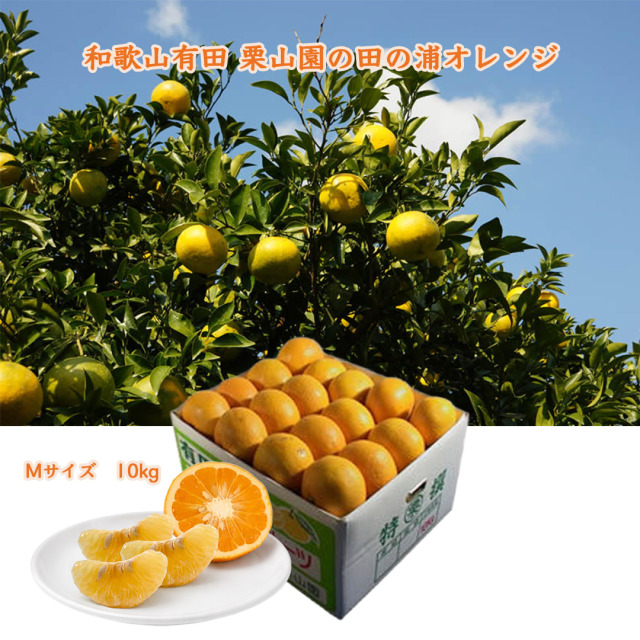 栗山園の田の浦オレンジ(新甘夏)