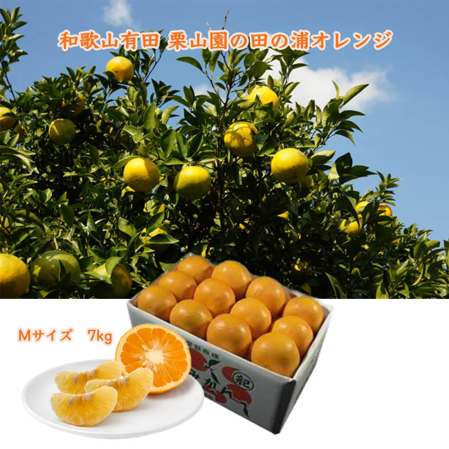 栗山園の田の浦オレンジ(新甘夏) Mサイズ 7kg 送料無料/沖縄1000円