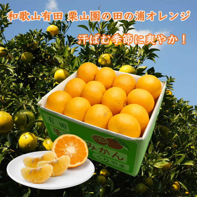 栗山園の田の浦オレンジ(新甘夏) Mサイズ 7kg 送料無料/沖縄1000円