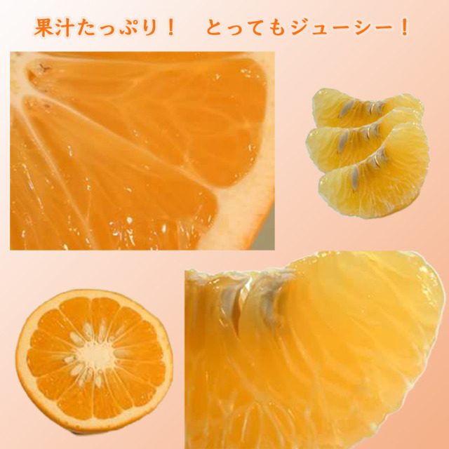 栗山園の田の浦オレンジ(新甘夏) Lサイズ 7kg 送料無料/沖縄1000円