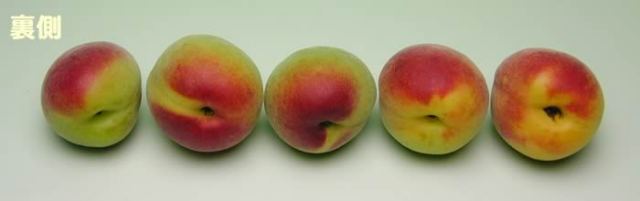 かつらぎ町の梅