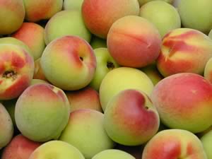 かつらぎ町の梅