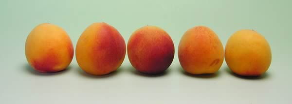 かつらぎ町の梅