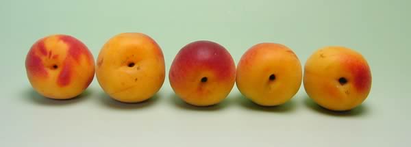 かつらぎ町の梅