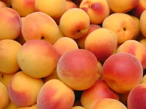 かつらぎ町の梅