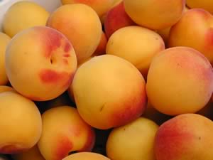 かつらぎ町の梅