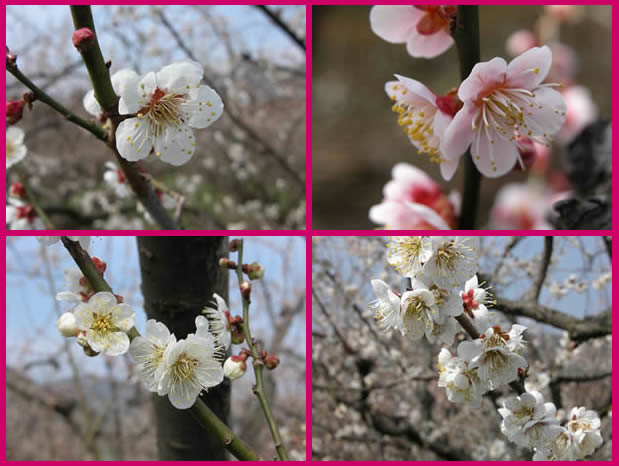 かつらぎの梅の花