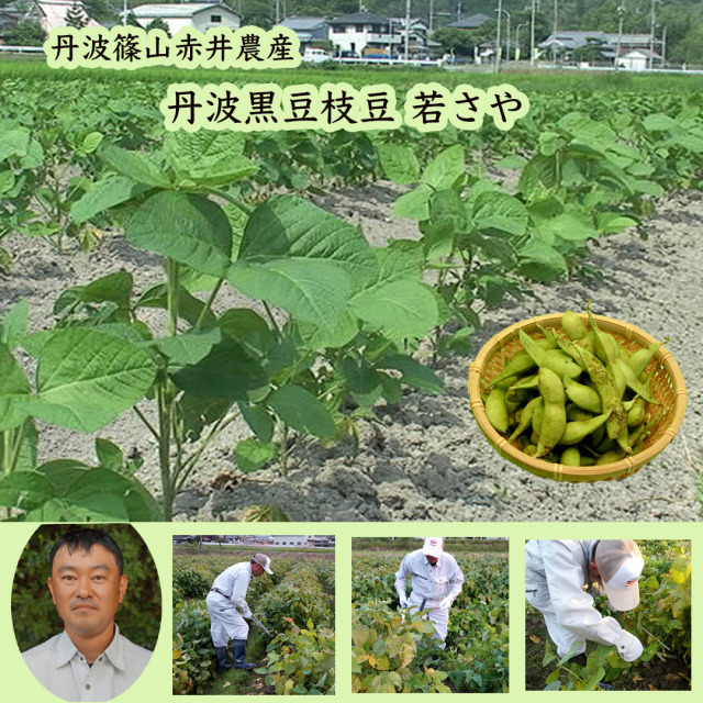 赤井農産の丹波黒大豆枝豆若さや
