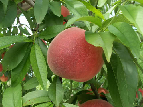 山形東根伊藤農園の桃