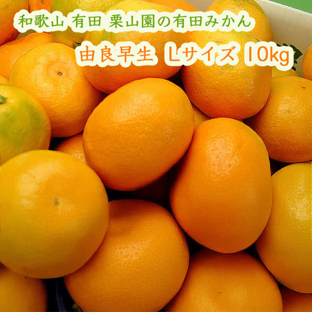 栗山園の由良早生