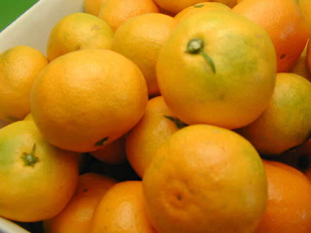 栗山園の有田みかん由良早生