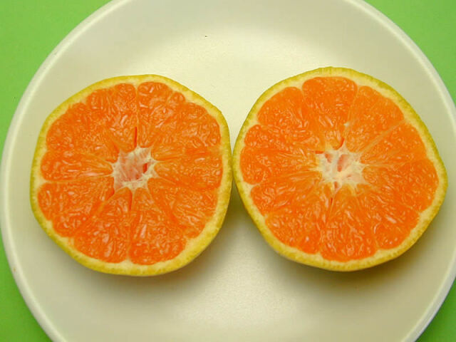 栗山園の有田みかん由良早生