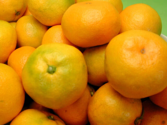 栗山園の有田みかん由良早生