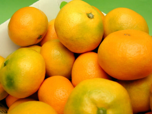 栗山園の有田みかん由良早生