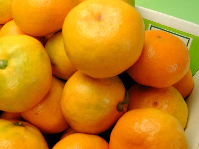 栗山園の有田みかん由良早生