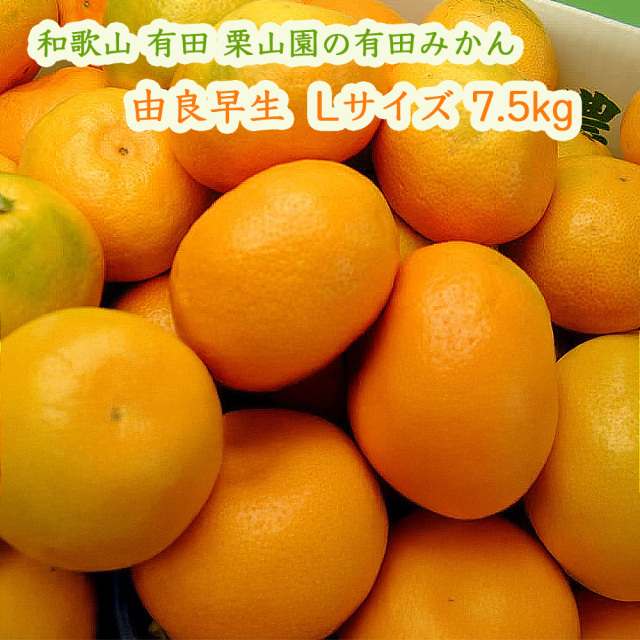 栗山園の有田みかん 由良早生. Lサイズ 7kg【送料無料(沖縄は1000円