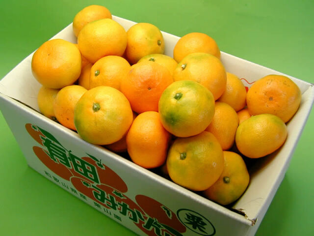 栗山園の有田みかん 由良早生. Lサイズ 7kg【送料無料(沖縄は1000円
