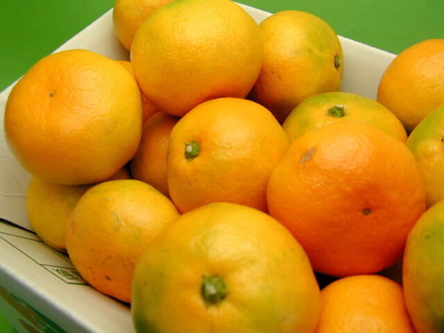 栗山園の有田みかん由良早生