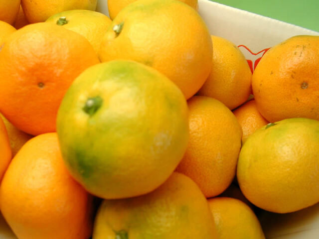 栗山園の有田みかん由良早生