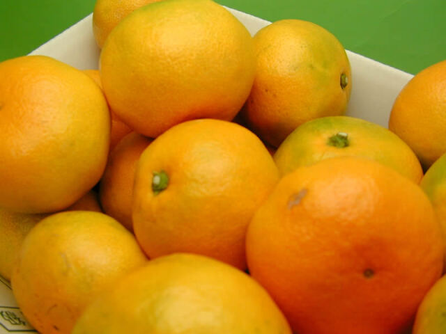 栗山園の有田みかん由良早生