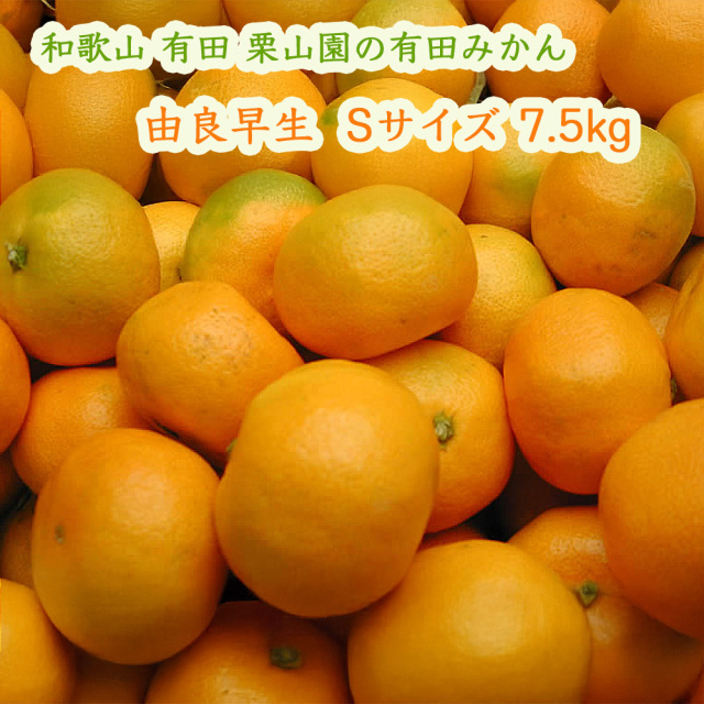 栗山園の由良早生