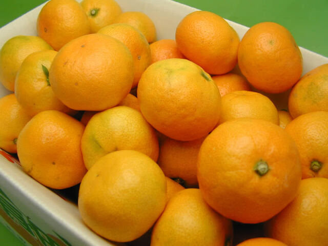 栗山園の有田みかん由良早生