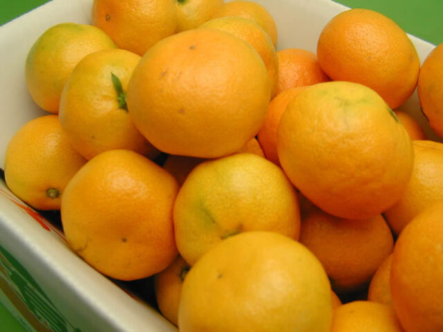 栗山園の有田みかん由良早生