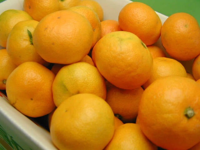 栗山園の有田みかん由良早生