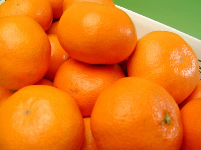 栗山園の有田みかん宮川早生