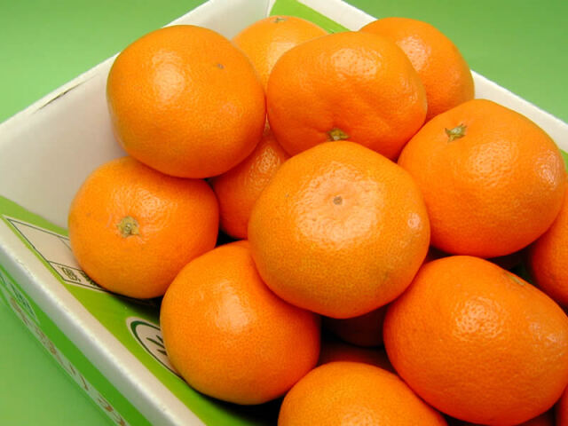 栗山園の有田みかん宮川早生