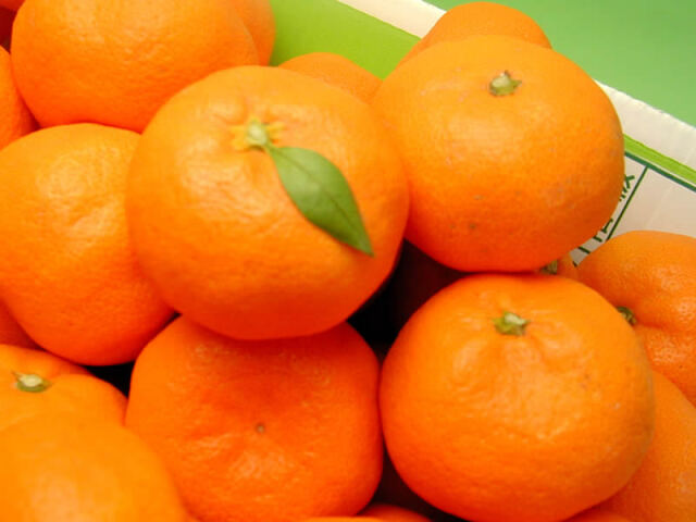 栗山園の有田みかん宮川早生