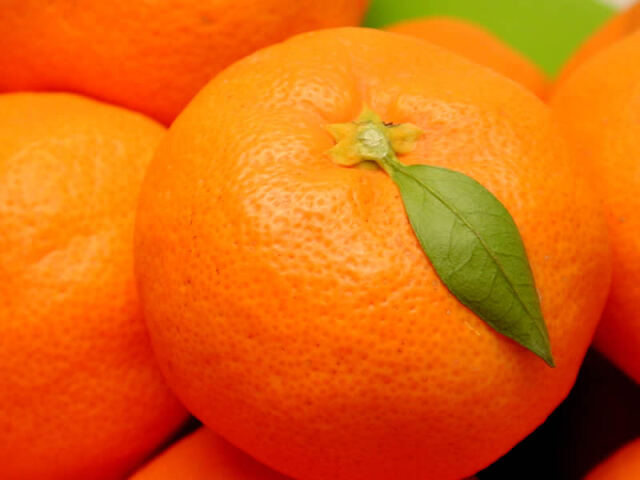 栗山園の有田みかん宮川早生