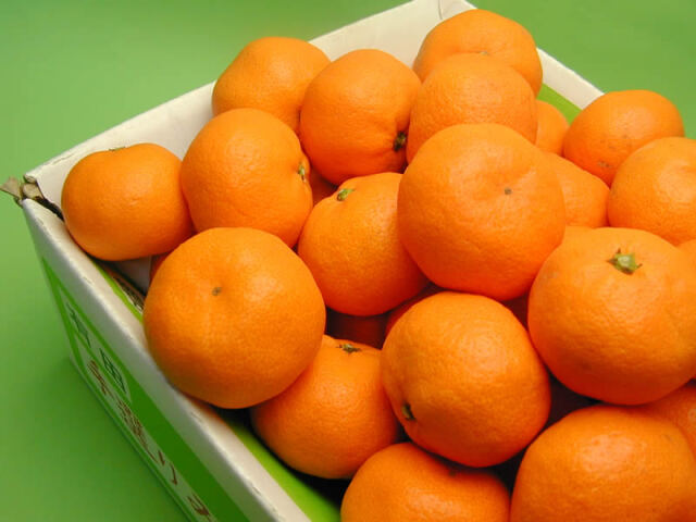 栗山園の有田みかん宮川早生