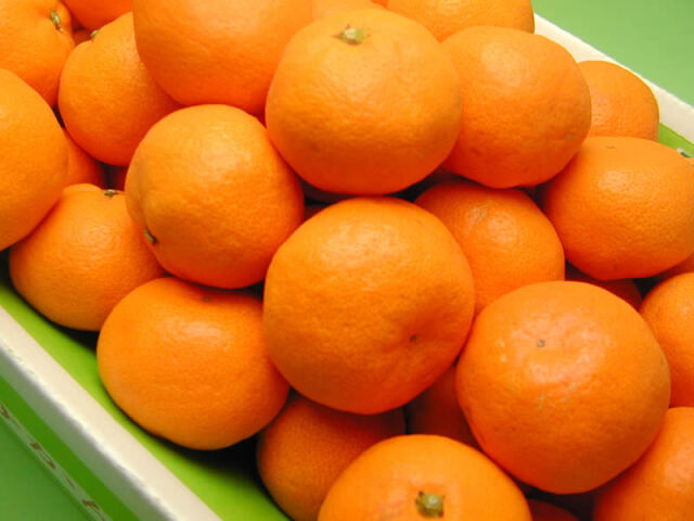 栗山園の有田みかん宮川早生