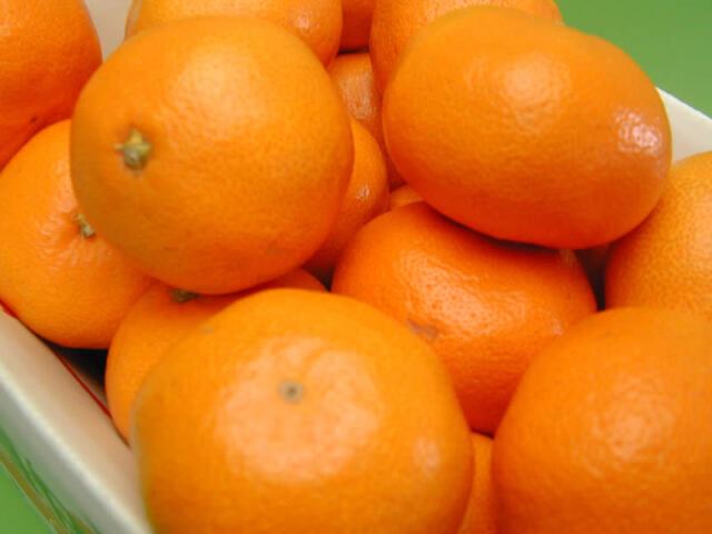 栗山園の有田みかん宮川早生